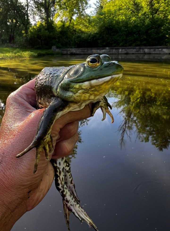 American Bullfrog